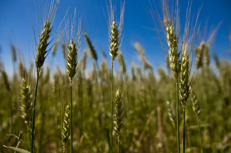 Cerca de 3% das lavouras do cereal no RS já estão em fase de maturação