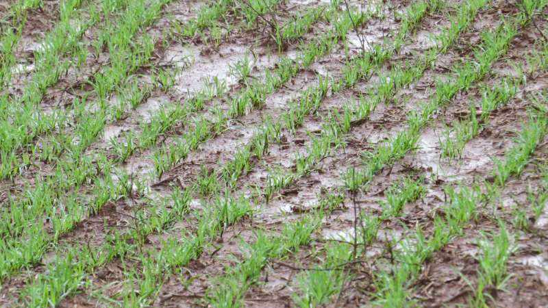 Clima prejudicou avanço da semeadura em várias regiões