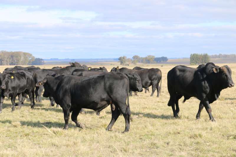 Dezessete plantas que abatem bovinos foram incluídas na lista e já podem embarcar matéria-prima 