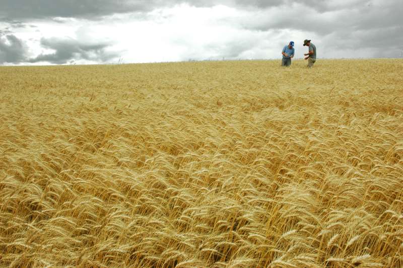 Lavoura de trigo foi a que registrou maior queda durante o mês passado, com diminuição de 4,6% 