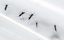 Exame para identificar Zika v�rus � comercializado no pa�s