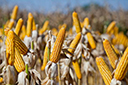 Queda dos preços do milho e da soja afetou faturamento do setor