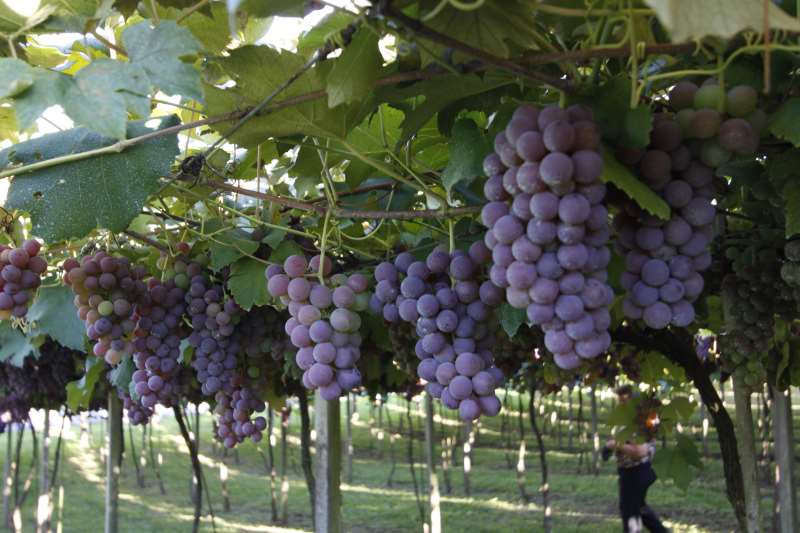 Concurso nasce com foco exclusivo, metodologia própria e avaliação por degustadores especializados 