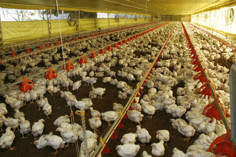 Município tem mais de 5 milhões de aves alojadas