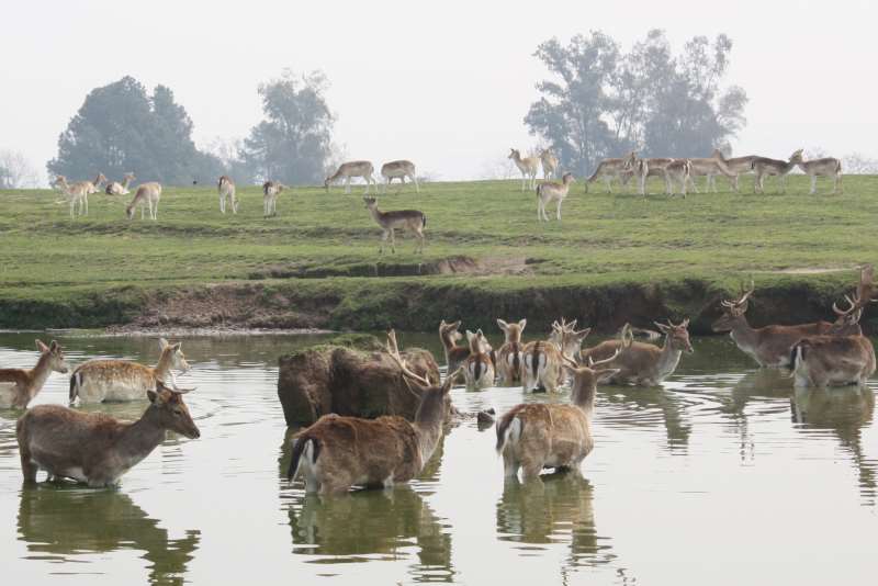 Animais estavam sendo sacrificados semanalmente