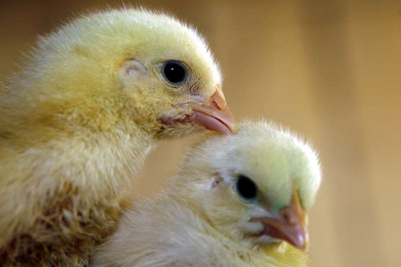 Asgav contabiliza morte de mais de 2 milhões de pintos de corte 