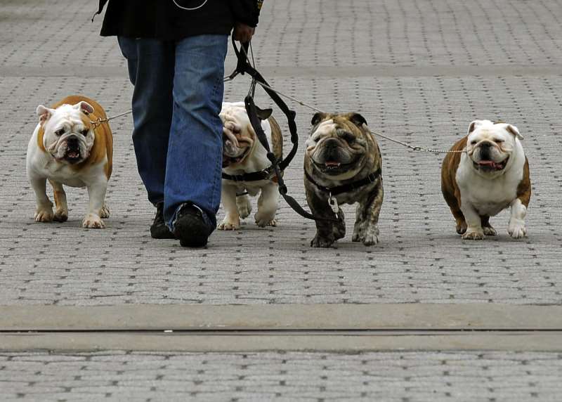 Dedicar um tempo para passear com o cachorro ajuda a evitar problemas de saúde no futuro