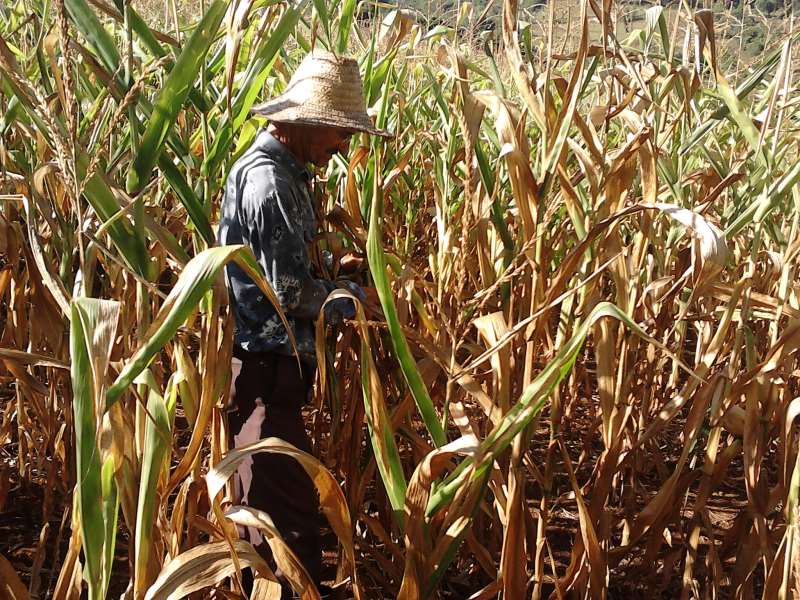 Falta de chuva afetou duramente a produção de milho e de soja