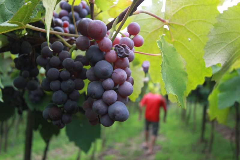 Diversas variedades de uvas ganham cada vez mais destaque como opções para vinícolas