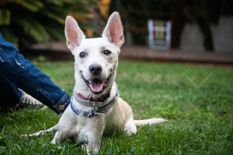 Abandonado duas vezes em janeiro, animal foi resgatado e entregue a novo dono após processo seletivo