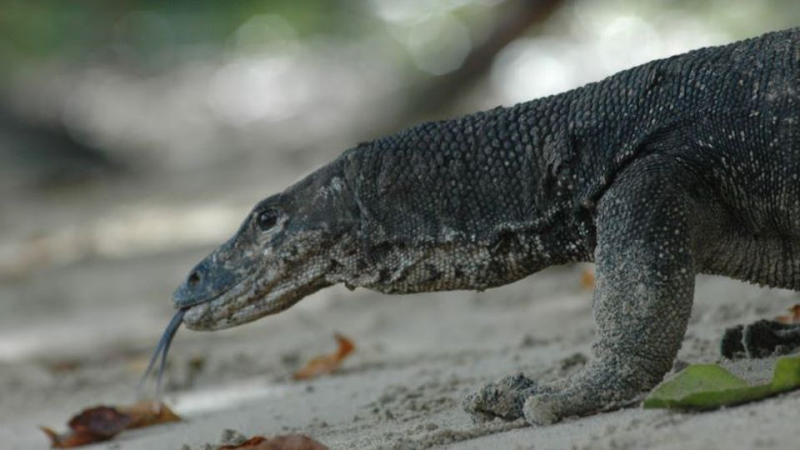 O país é formado por um arquipélago com cerca de sete mil ilhas tropicais
