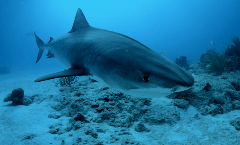 A produção viaja ao redor do mundo pelos habitats ocultos dos predadores marinhos