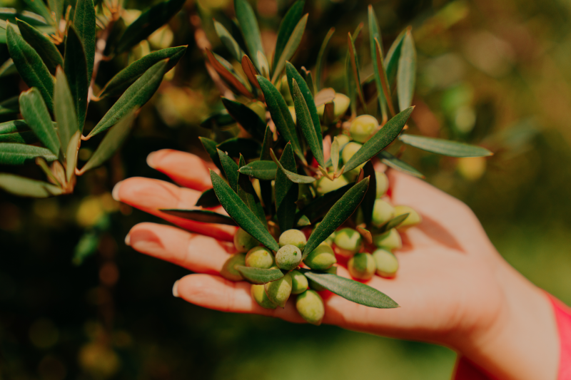 Marca produz cerca de dez tipos de oliveiras no Estado