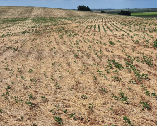 Três municípios do RS decretam situação de emergência em razão da estiagem