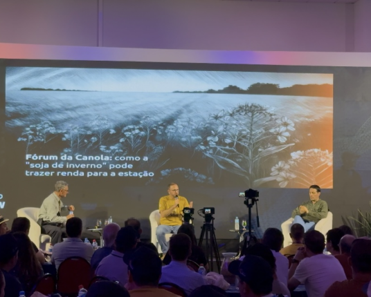 Canola ganha espaço para safra de inverno no Rio Grande do Sul